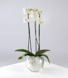 Orchid Planter